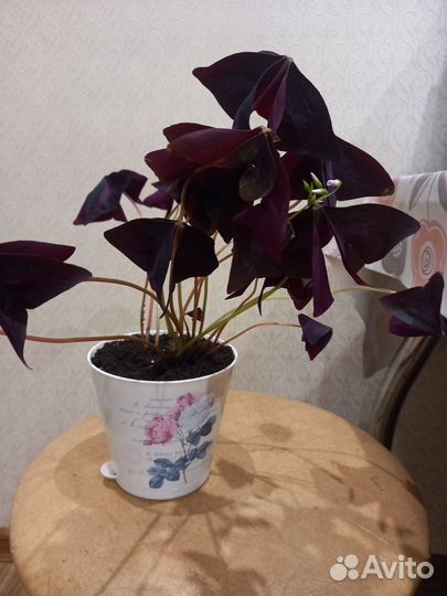 Комнатные цветы