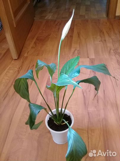 Спотифилум и цветок полосатик низкий Сансевиерия
