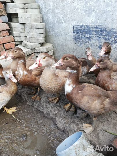 Мускусные утки индоутки 4 месяца