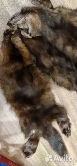 Шкурки соболя