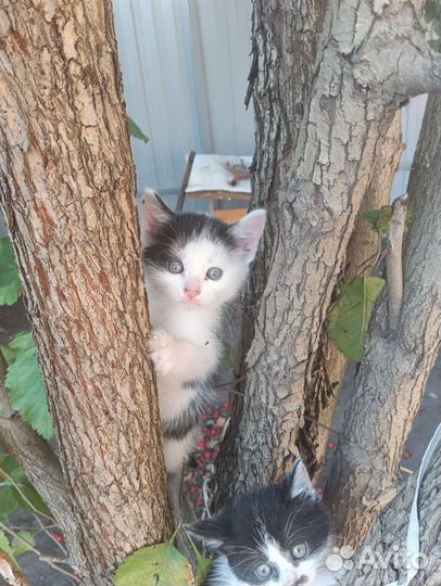 Котята отдам в добрые руки бесплатно