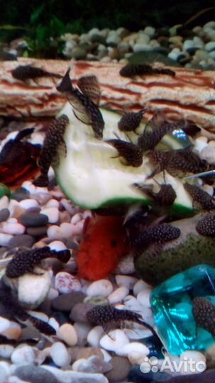 Анциструсы