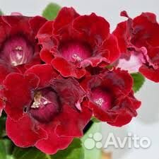 Глоксинии семена
