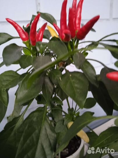 Острые комнатные перчики