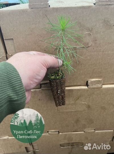 Зкс Сосна сеянцы Ели Лиственницы окс Голуб Горная