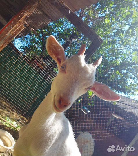 Продаётся стадо коз