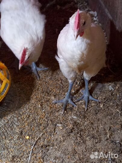 Породистые петушки, курочки,инкуб. яйцо