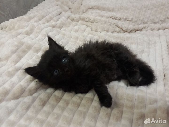 Отдам котят