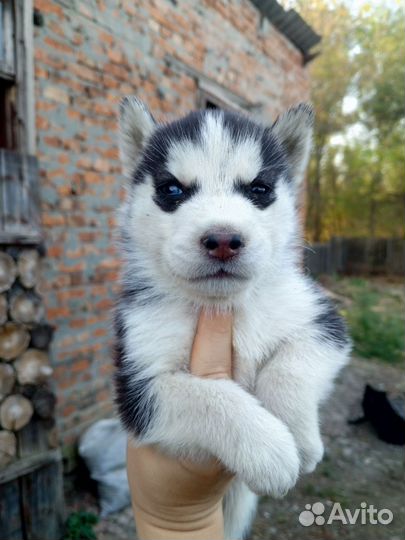 Щенки сибирской хаски