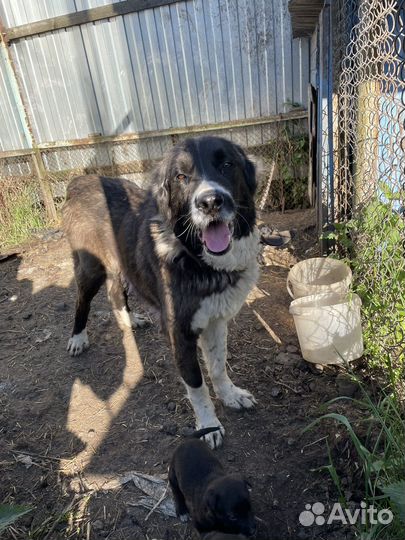 Щенки алабая