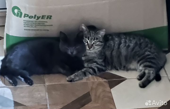 Они нереально умные Котята в добрейшие руки