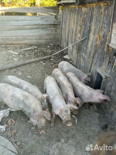 Поросята белые