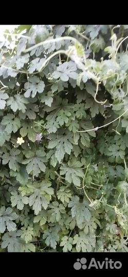 Очень красивое растение с цветочками