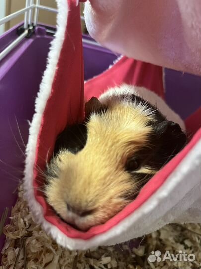 Морские свинки