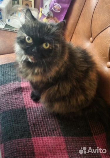 Красоточка