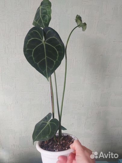 Антуриум кларинервиум