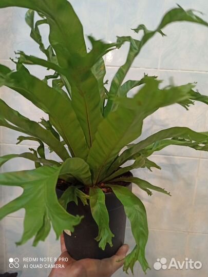 Папоротник асплениум