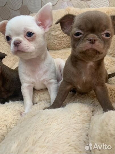 Чихуахуа мини девочки