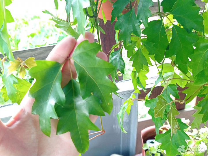 Циссус (Березка комнатная)