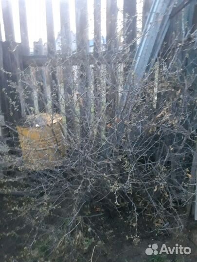 Продаю саженцы вишни