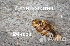 Обработка от Ос Шершней Тараканов Клопов 24/7
