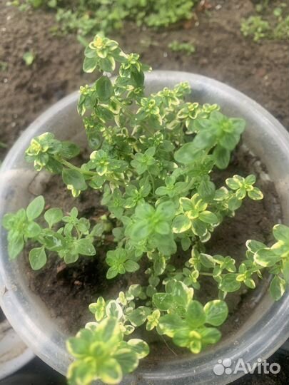 Тимьян Традесканция