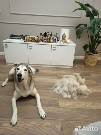 Грумер с выездом на дом