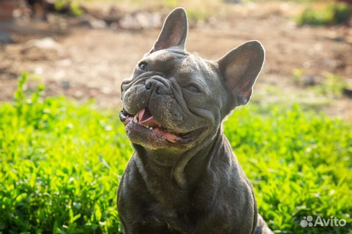 Французский бульдог голубой вязка