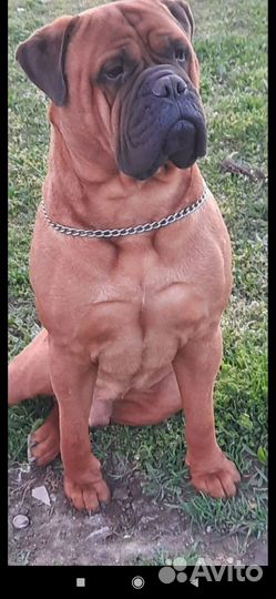 Бульмастиф