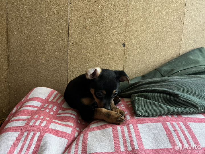 Щенки русский той-терьер