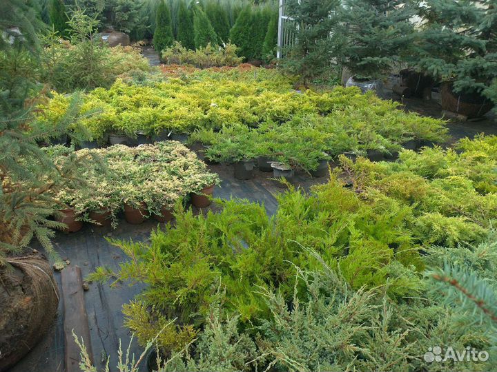 Можжевельники стелющиеся