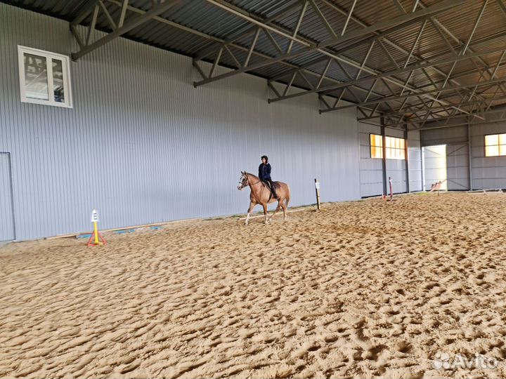 Постой лошадей, большой манеж, выпас новая конюшня