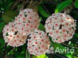 Хойя Карноза