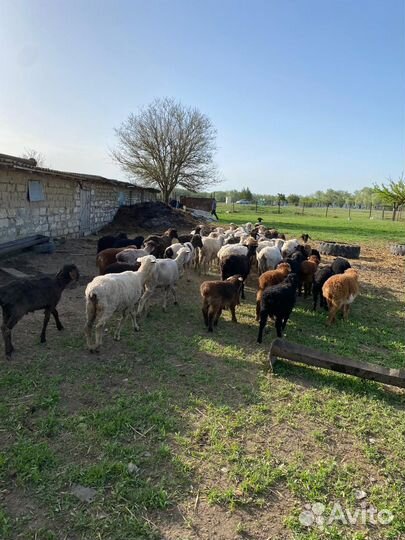 Овцы бараны