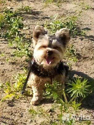 Йоркширский терьер вязка