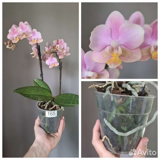 Орхидея фаленопсис Фабрика