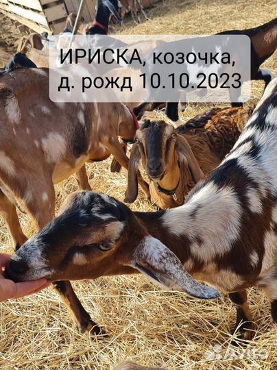 Козочки Англонубийские на племя