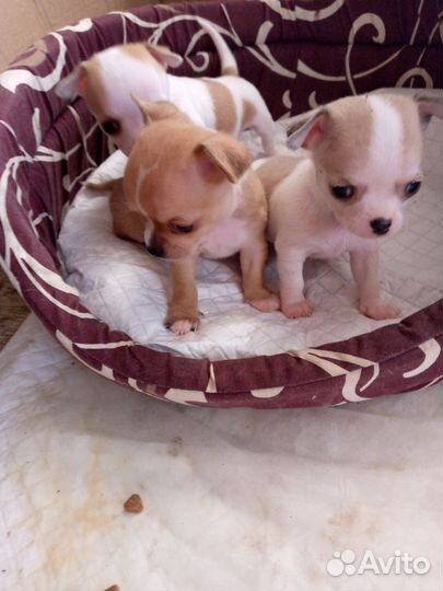 Щенки чихуахуа мини