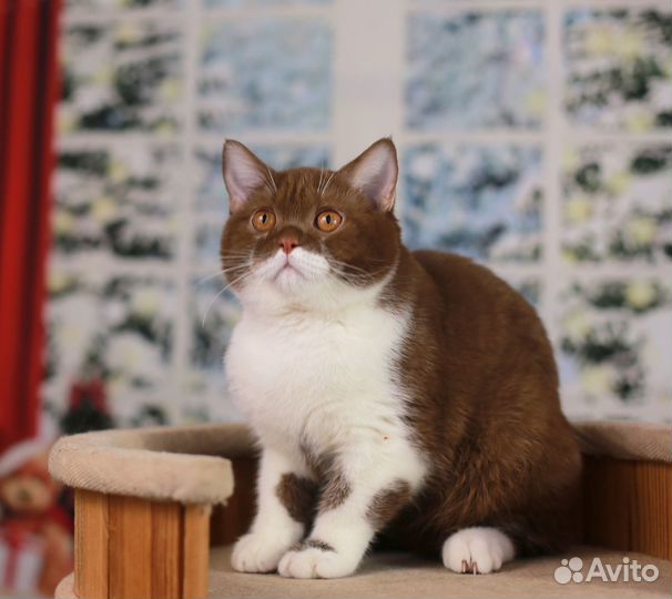 Нарядный британский мальчик циннамон биколор