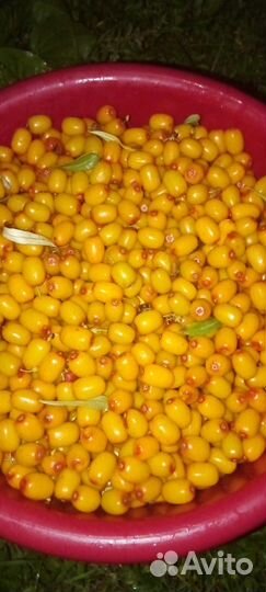 Облепиха ягода