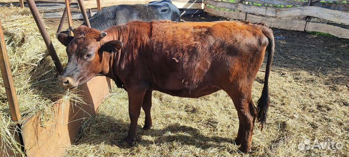 Телки стельные