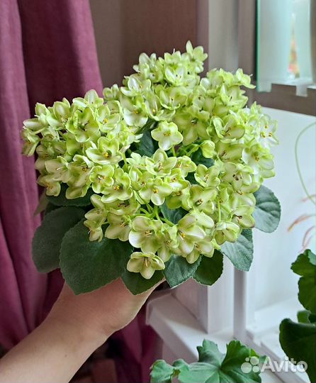 Черенки сортовых фиалок 10 шт