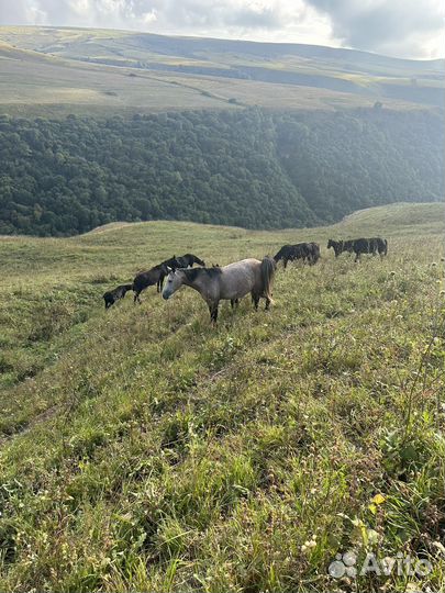 Лошади кобылы