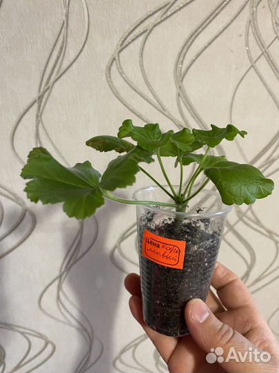 Пеларгония герань