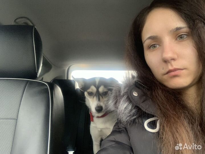 Зоотакси 24/7 перевезем от маленьких до больших