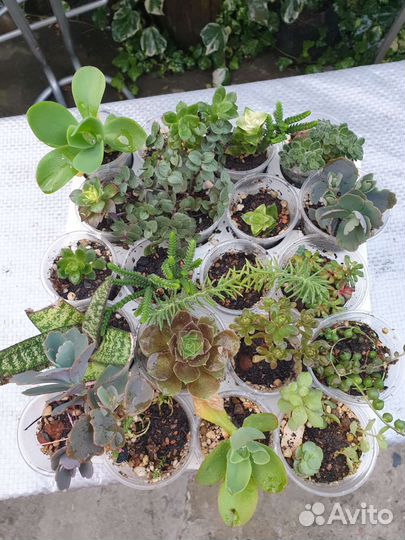 Суккуленты набор флорариум минисадик цветы