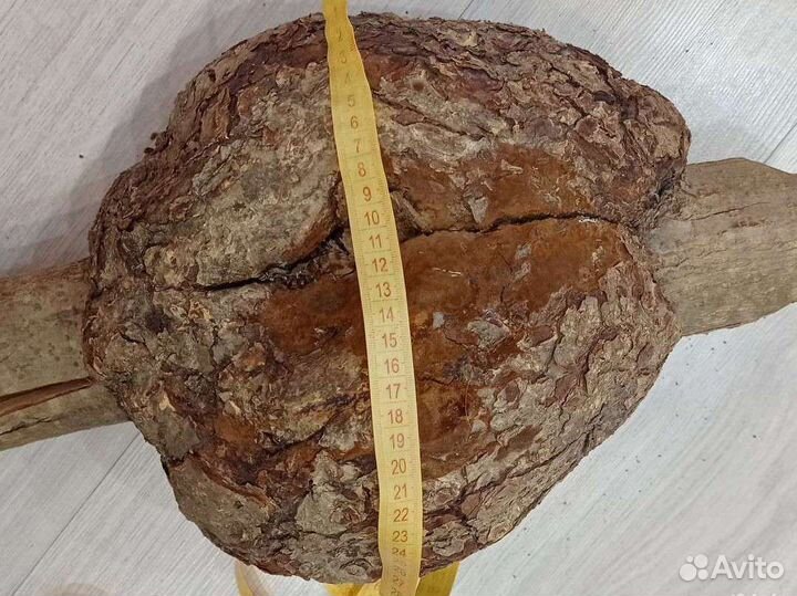 Кап ореховый