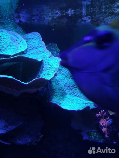 Морской коралл