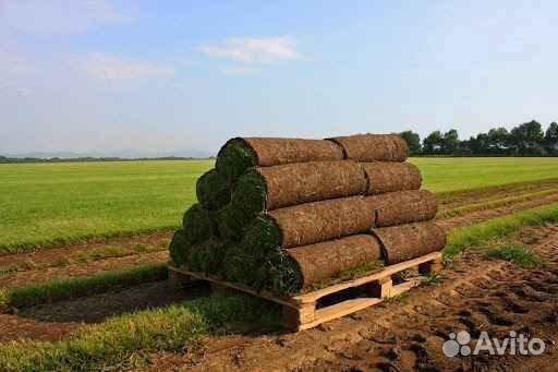 Укладка и продажа газона