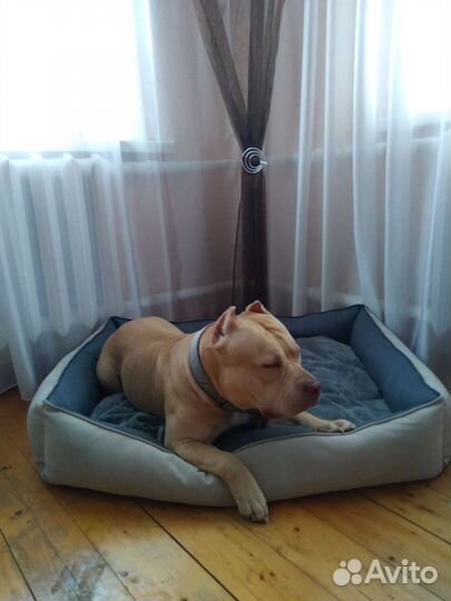 Лежанки для крупных собак